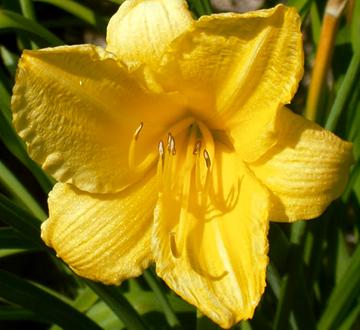 Happy Returns Daylily Hot on Sale