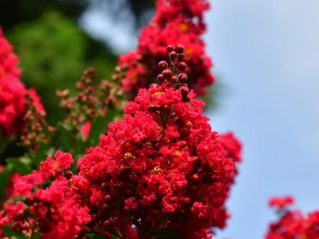 Dynamite Crape Myrtle Discount