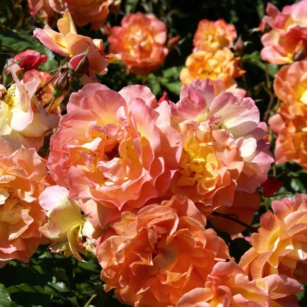 Orange Glow™ Knock Out® Rose Tree Sale