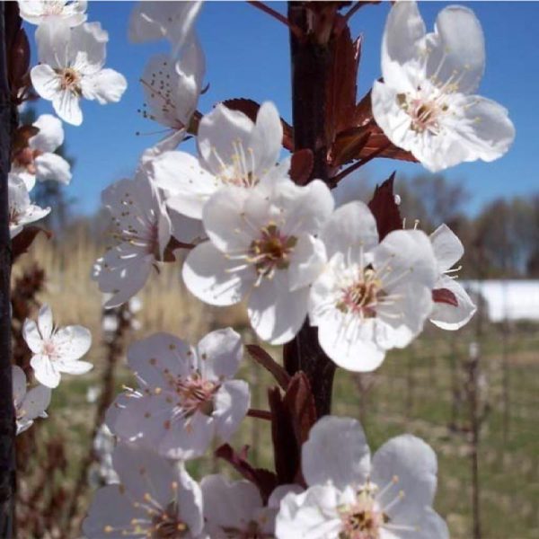 Crimson Pointe™ Purple Leaf Plum Tree on Sale