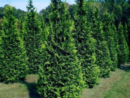 Thuja Green Giant Arborvitae Trees Hot on Sale