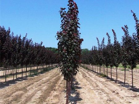 Crimson Pointe™ Purple Leaf Plum Tree on Sale