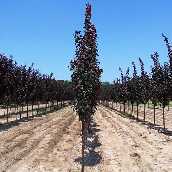 Crimson Pointe™ Purple Leaf Plum Tree on Sale