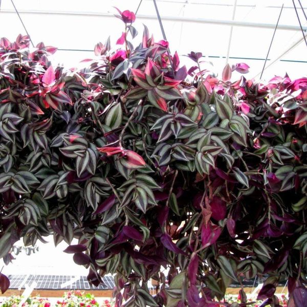 Wandering Jew Plants Online now