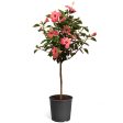 Pink Tropical Hibiscus Tree Online Hot Sale