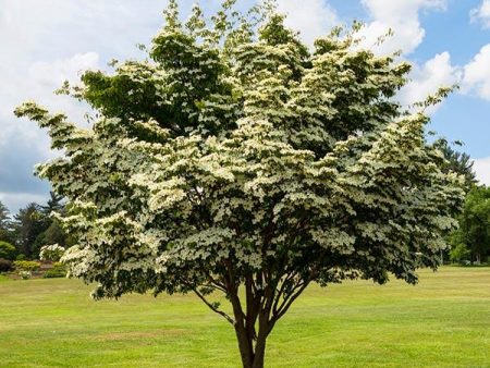 White Kousa Dogwood Online