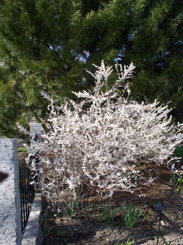 Abeliophyllum distichum White Forsythia Online Hot Sale