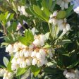 Southern Lady Pieris Shrubs Sale