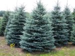 Baby Blue Spruce Trees Cheap