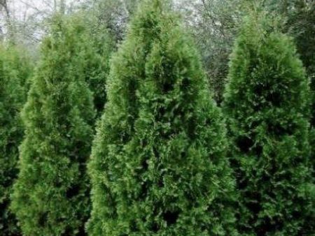 Thuja Nigra Arborvitae Trees For Discount