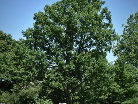 Chinkapin Oak Trees Online Sale