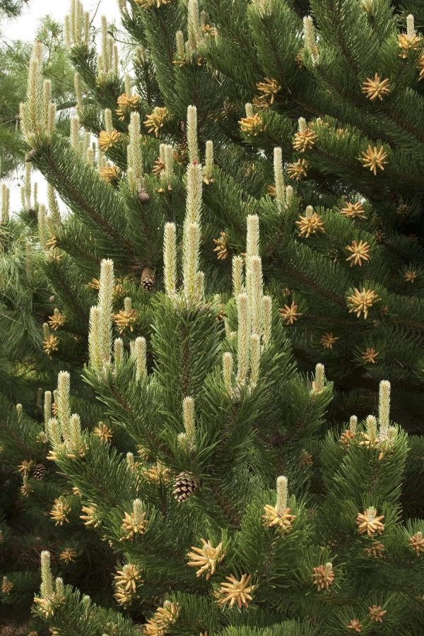 Austrian Pine Trees Online