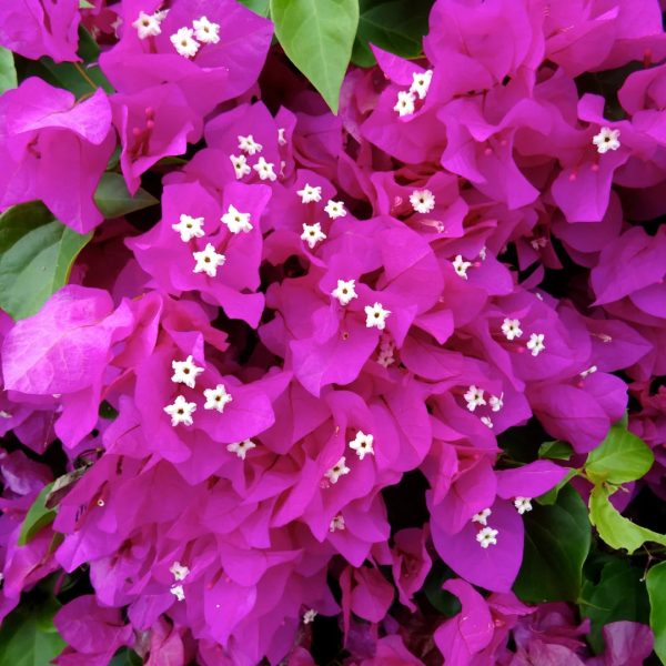 Alexandra Bougainvillea Discount