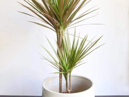 Dracaena Marginata Plants on Sale