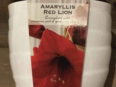 Amaryllis Red Lion in a White Pot Hot on Sale