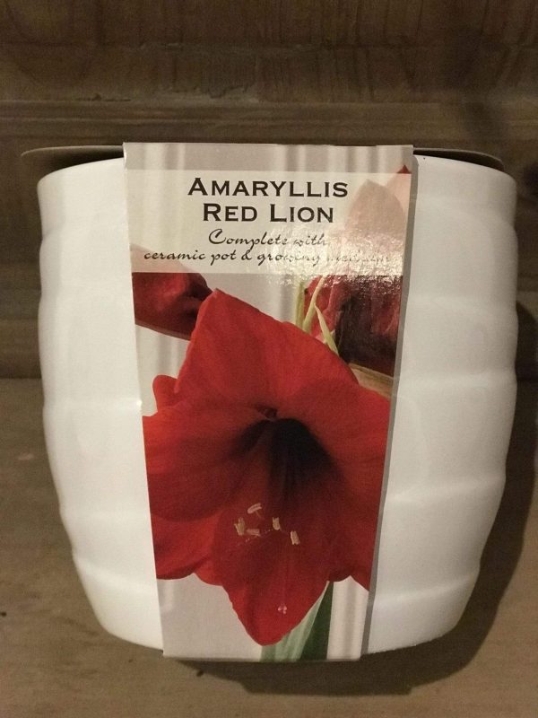 Amaryllis Red Lion in a White Pot Hot on Sale