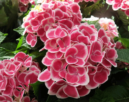 Tivoli Hydrangea - Multi Stem For Sale