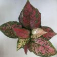 Aglaonema Ruby Plants For Discount