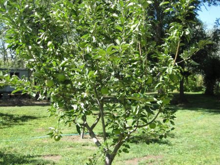 Granny Smith Apple Trees Supply