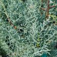 Blue Ice Cypress Discount