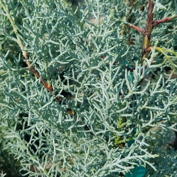 Blue Ice Cypress Discount