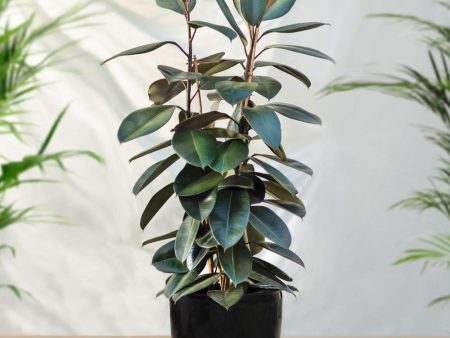 Rubber Plant (Ficus) Online now