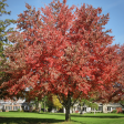 Autumn Fantasy Maple Trees Supply