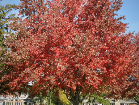 Autumn Fantasy Maple Trees Supply