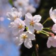 Yoshino Cherry Tree Online