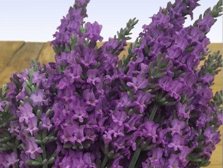 Sensational™ Lavender Plant Hot on Sale