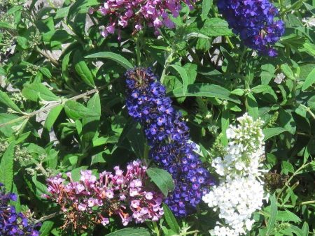 Fourth Of July Butterfly Bush For Sale