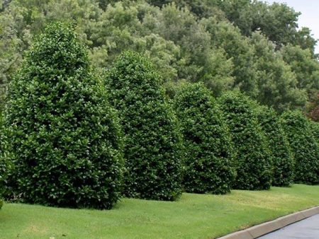 Greenleaf American Holly Shrub Online Hot Sale