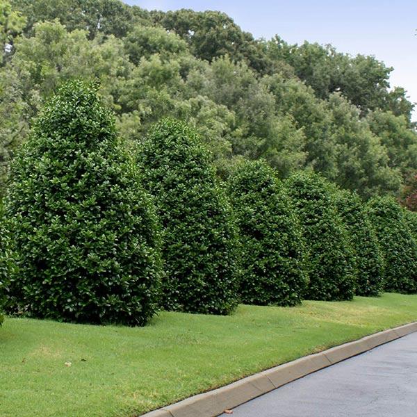 Greenleaf American Holly Shrub Online Hot Sale