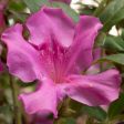 Autumn Royalty Encore Azalea Online Hot Sale