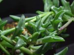 String of Dolphins Plants Cheap