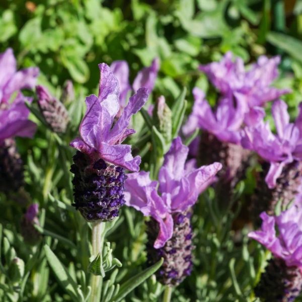 Otto Quast Spanish Lavender Sale