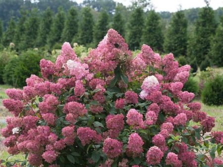 Fire Light Hydrangea Shrubs For Sale