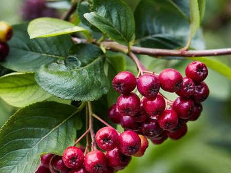 Canadian Red Chokeberry Tree Online Sale