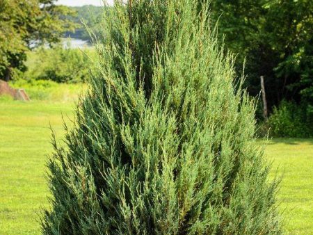 Eastern Red Cedar Trees on Sale