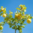 Improved Meyer Lemon Tree Online Sale