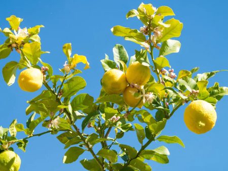 Improved Meyer Lemon Tree Online Sale