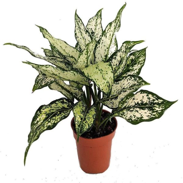 White Aglaonema Plants Supply