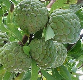 Sugar Apple Tree (Sweetsop Tree) Hot on Sale