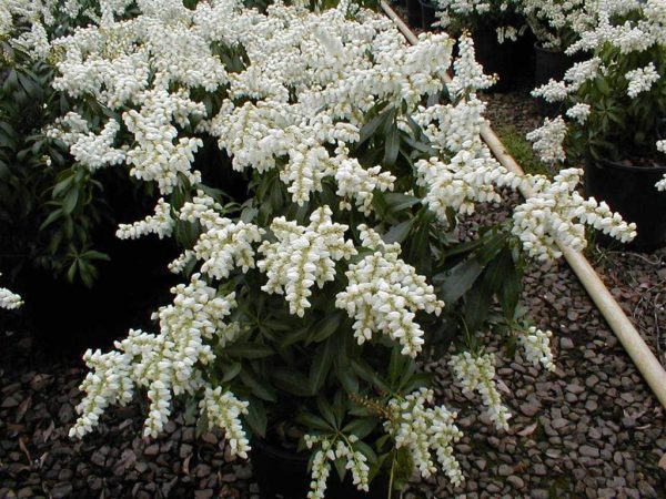 Southern Lady Pieris Shrubs Sale