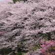 Yoshino Cherry Tree Online