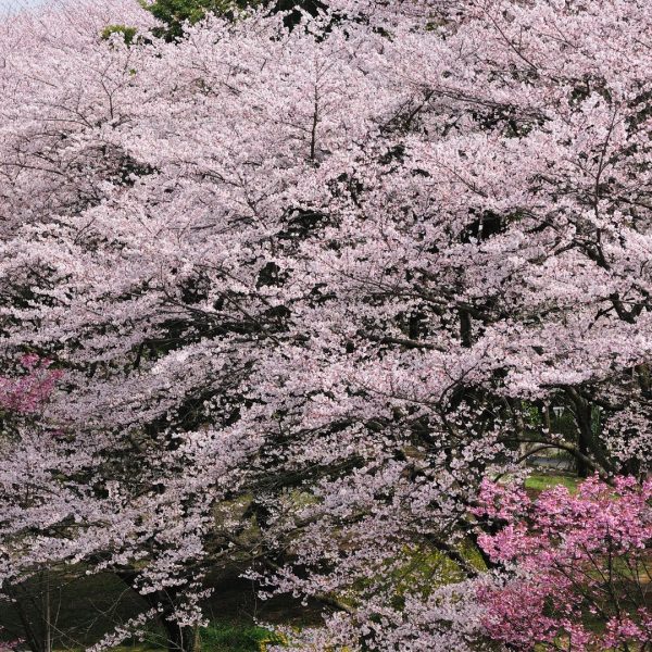 Yoshino Cherry Tree Online