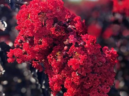 Double Dynamite Red Crape Myrtle Trees Online Hot Sale