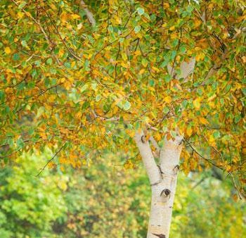 White Birch Tree For Sale