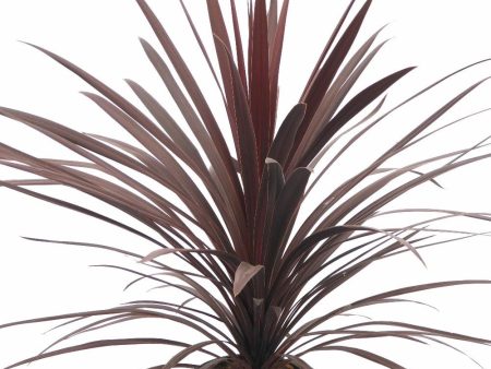 Cordyline Red Star Plants Online Hot Sale