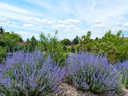 Russian Sage Supply